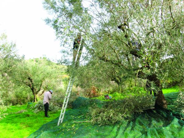 Οδηγίες για παραγωγή άριστου ελαιόλαδου