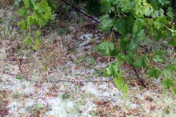 Ζημιές από χαλάζι στην Κορώνη