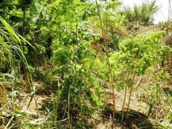 Εντοπίστηκαν ακόμα 26 χασισόδεντρα, αναζητούνται οι... ιδιοκτήτες