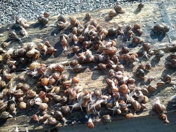 Περιμένουν αποζημίωση για ζημιές σε σαλιγκαροτροφείο στην Καλαμάτα (βίντεο-φωτογραφίες)