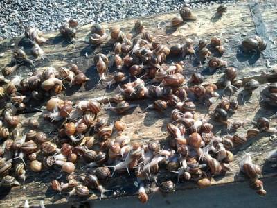 Περιμένουν αποζημίωση για ζημιές σε σαλιγκαροτροφείο στην Καλαμάτα (βίντεο-φωτογραφίες)