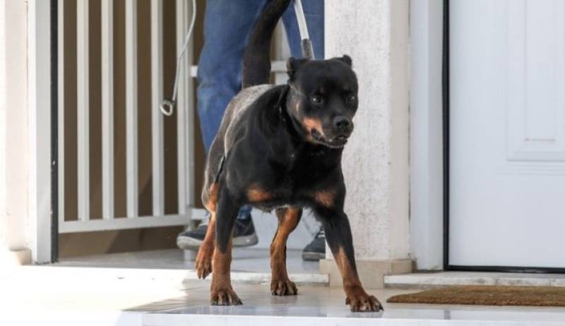 Γαύδος: Στο νοσοκομείο μία γυναίκα που δέχθηκε επίθεση από ροτβάιλερ (βίντεο)