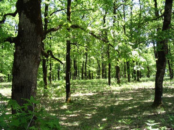 Ανταλλαγή απόψεων για τους δασικούς χάρτες στην Τριφυλία
