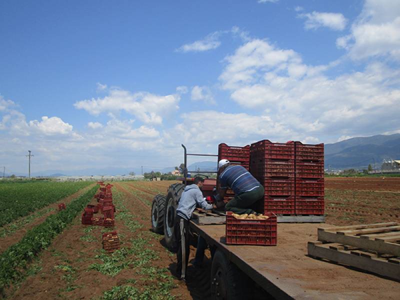 Την ερχόμενη εβδομάδα θα βγουν οι πρώτες ανοιξιάτικες πατάτες