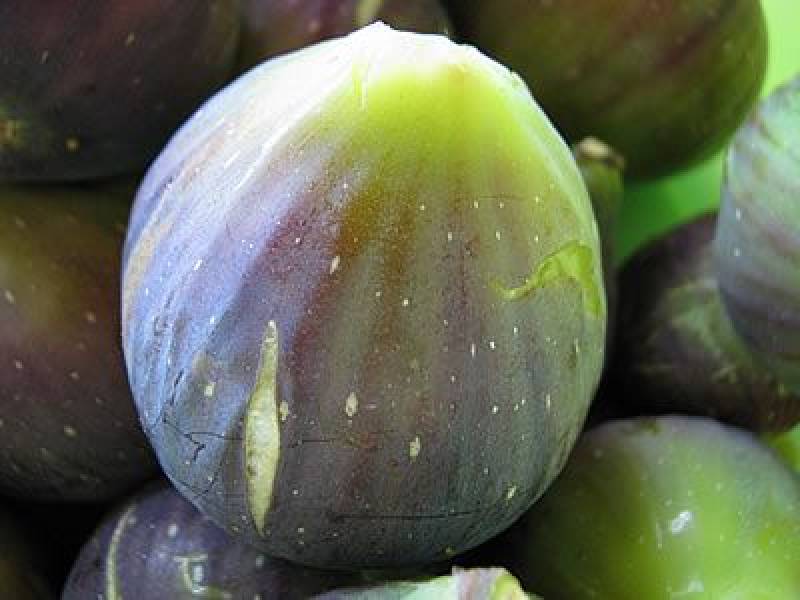 Αισιόδοξες εκτιμήσεις για την παραγωγή σύκων στη Μεσσηνία