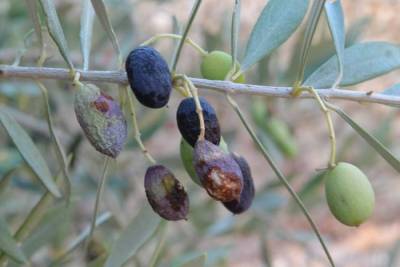 Δακοκτονία στη Μάνη ζητεί ο δήμος