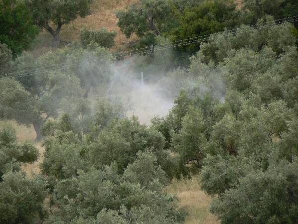 Δεν θα γίνουν ψεκασμοί δακοκτονίας σε 11 χωριά του Δήμου Δυτικής Μάνης