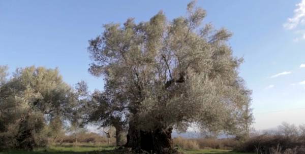 Ψηφιακό ταξίδι στα Μουσεία Ελιάς και Ελληνικού Λαδιού Σπάρτης και Βιομηχανικής Ελαιουργίας Λέσβου (βίντεο)