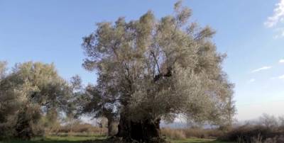 Ψηφιακό ταξίδι στα Μουσεία Ελιάς και Ελληνικού Λαδιού Σπάρτης και Βιομηχανικής Ελαιουργίας Λέσβου (βίντεο)