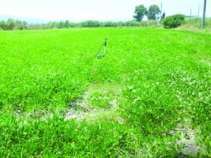 Πολλά στρέμματα φιστίκι σε Μπουρνιά και Μεσσήνη