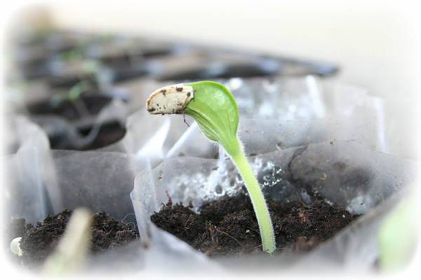 “Σπόρος, χώμα, ήλιος και νερό” από την Ενωση Γυναικών Λεύκης
