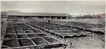 Οταν καλλιεργούσαν νόμιμα χασίς στην Αρκαδία