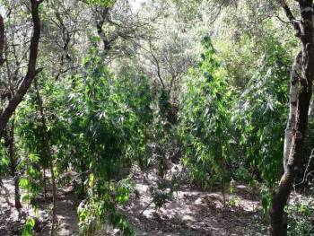 Ορφανή χασισοφυτεία στο Νεοχώρι της ενότητας Μελιγαλά