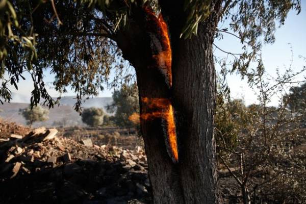 Αρκαδία: Πυρκαγιά στην Ελαία Γορτυνίας