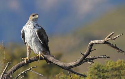 Μια φορά και ένα καιρό ένας σπιζαετός… Περιβαλλοντικό έγκλημα στην Μάνη