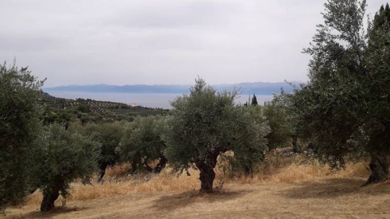 ΔΑΟΚ Μεσσηνίας: Οδηγίες για την εαρινή φυτοπροστασία της ελιάς