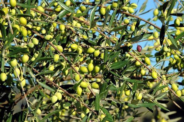 Εκδήλωση για την ελιά στο Ραπτόπουλο