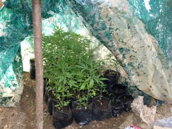 Σύλληψη 47χρονου με 110 χασισόδενδρα στη Σπάρτη