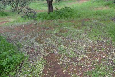 Εκατοντάδες αιτήσεις για αποζημίωση από το χαλάζι στο Δήμο Τριφυλίας