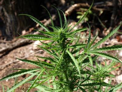 1.300 χασισόδενδρα βρέθηκαν στην Ανατολική Μάνη (φωτογραφίες)