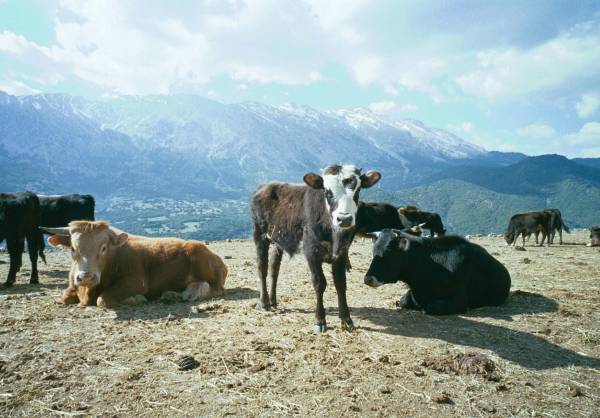 Συναγερμός σε Καλάβρυτα και Αιγιάλεια για την οζώδη δερματίτιδα