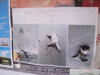 Εξοντώνουν τις γάτες σε περιοχή της Παραλίας, καταγγέλλει Βρετανίδα κάτοικος