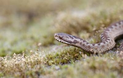 Οχιά δάγκωσε ποδοσφαιριστή στη Λαμία την ώρα της προπόνησης! (βίντεο)