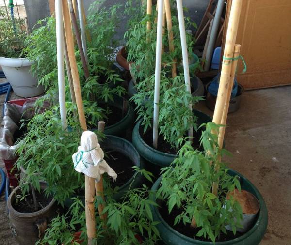 Σύλληψη 49χρονου με 60 χασισόδεντρα στη Μεσσήνη