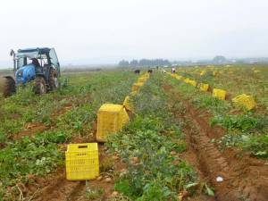 Πάγωμα των χρεών ζητούν οι πατατοπαραγωγοί Μεσσήνης