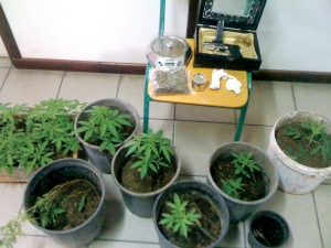 Προφυλακίστηκε 51χρονος για τα χασισόδεντρα στη Μεσσήνη