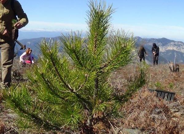 250.000 νέα πεύκα στον Ταΰγετο