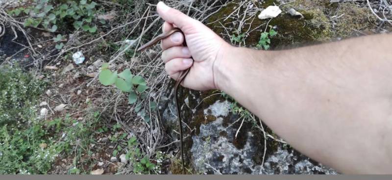 Ακίνδυνα ερπετά...