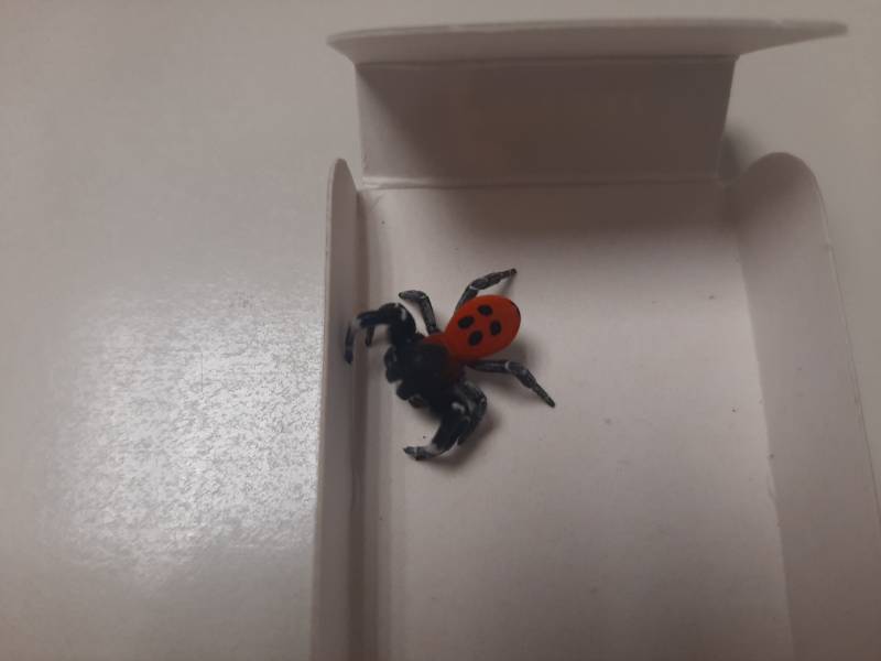 Αράχνη – πασχαλίτσα από τη Μεγάλη Βρετανία στην Καλαμάτα