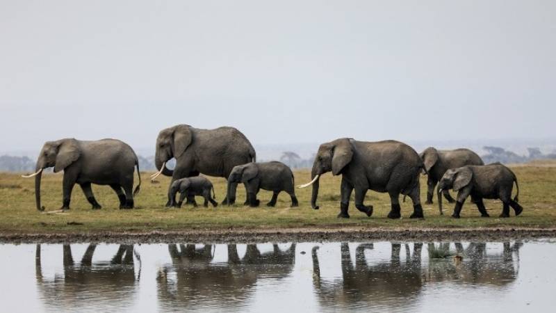 Ινδία: Η πολιτεία Κεράλα καταφεύγει στις κάμερες, τα μέσα κοινωνικής δικτύωσης για να περιορίσει τις επιθέσεις ελεφάντων
