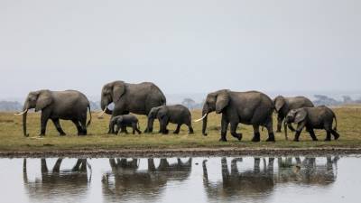 Ινδία: Η πολιτεία Κεράλα καταφεύγει στις κάμερες, τα μέσα κοινωνικής δικτύωσης για να περιορίσει τις επιθέσεις ελεφάντων