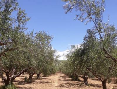 Πετράκος: "Ο Βορίδης και ο Μητσοτάκης καταστρέφουν τους αγρότες"