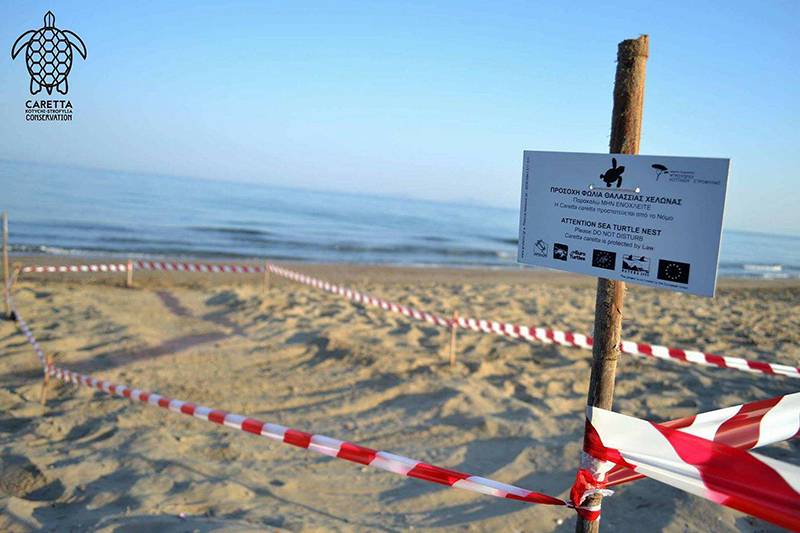 Εκπαίδευση σκύλου για εύρεση φωλιών χελώνας στον νότιο Κυπαρισσιακό