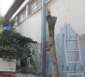 Στρατιωτικό… κλάδεμα