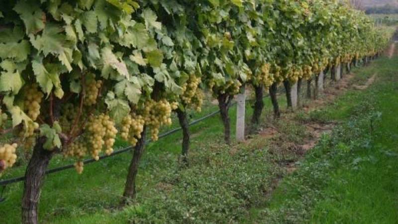 Αιτήσεις για πρόγραμμα αναδιάρθρωσης αμπελώνων στη Μεσσηνία