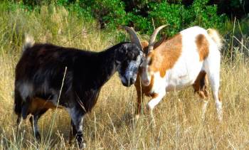 Εκλεψε και πούλησε 2 κατσίκια στα Φιλιατρά