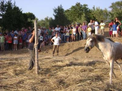 Παραδοσιακό αλώνισμα στην Πλάτη Φιλιατρών