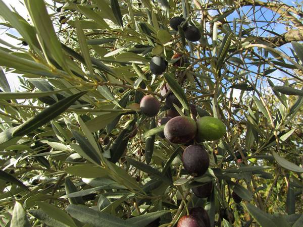 Παράταση προθεσμίας για τη μεταβίβαση δικαιωμάτων 2017