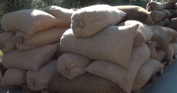 Κλέφτες ελαιοκάρπου άρπαζαν σακιά από ελαιοτριβείο