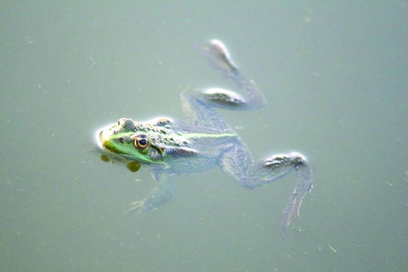 Κυβερνώντας το βάλτο της στασιμότητας