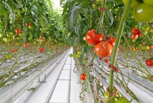 Σημαντικές αλλαγές στις θερμοκηπιακές καλλιέργειες