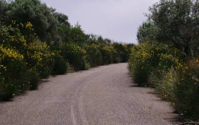 Μονοδρόμηση στα Πλατάνια