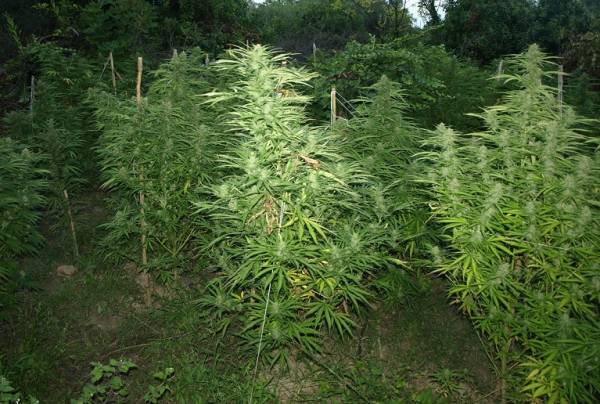 Σύλληψη για χασισοφυτεία και όπλα στα Ανώγεια Λακωνίας