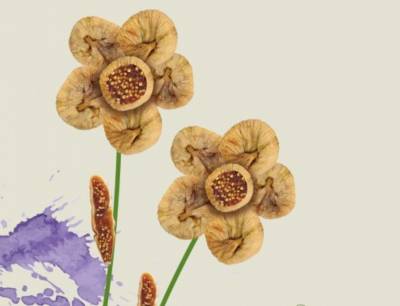 Παρουσίαση Ημερολογίου για τη Γιορτή Σύκου