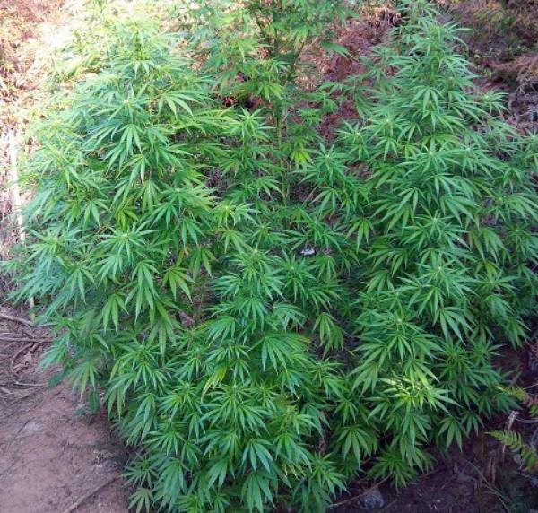 Συλλήψεις για χασισοφυτεία και σπόρους κάνναβης σε χωριό της Γορτυνίας