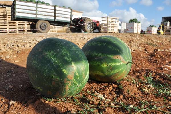 Επιτυχημένη η "Διεθνής Ημέρα Καρπουζιού" από την Agris Α.Ε. στην Τερψιθέα Τριφυλίας